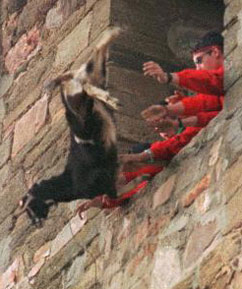 Goat-throwing-in-Spain.jpg